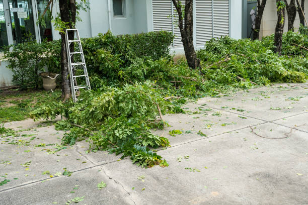 The Steps Involved in Our Tree Care Process in Elm Springs, AR